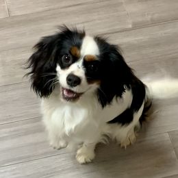 Tiana - Cavalier King Charles Spaniel