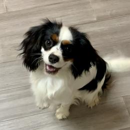 Tiana - Cavalier King Charles Spaniel