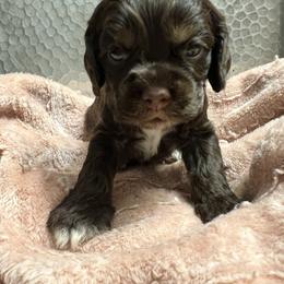 Bear - Brown and tan male Cocker Spaniel puppy in Camp Douglas, Wisconsin from Bluff Country Cockers