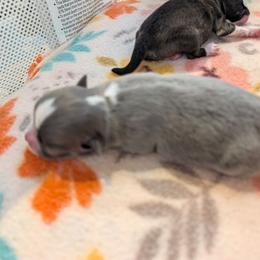 AKC sweetie pie - Blue and white male Chihuahua puppy in Duvall, Washington from Chihuahua Long Coats