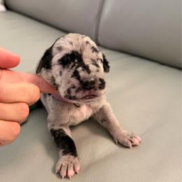 Betsy - Merle female Great Dane puppy in Plano, Texas from Blue Thunder Danes