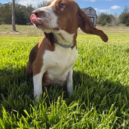 Ella - Beagle