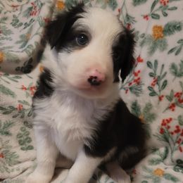 Salem - Black and white female Border Collie puppy in Watsontown, Pennsylvania from Kate Gresham