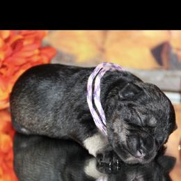Miniature Schnauzer Puppies from Mystic Miniature Schnauzers