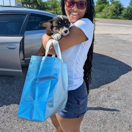 Molly - Black and tan female American Corgi puppy in Shawnee, Oklahoma from Sunray Ranch