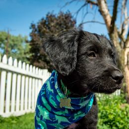 Border Collie, Golden Retriever, and Sporty Mix Puppies from Turbo Border Collies & Coltrievers