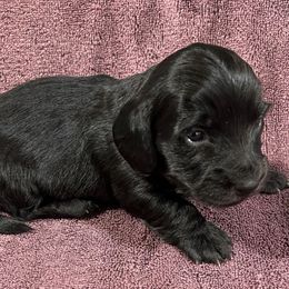 Elroy - Black male Dachshund puppy in Little Rock, Arkansas from Divine Doxies