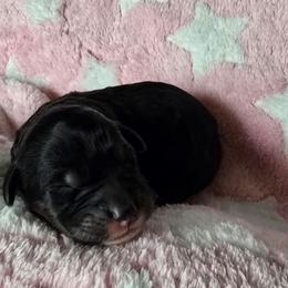 Skye - Black tri-color female Aussiedoodle puppy in Redding, California from House Merrills Minis and Doodles