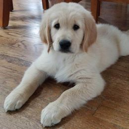 Golden Retriever, Goldendoodle, and Sheepadoodle Puppies from Guppy Puppies