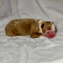 Lucky - Apricot male Goldendoodle puppy in Pleasant Prairie, Wisconsin from Prairie Doodle Dogs