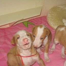 Ibizan Hound Puppies from Someday Ibizans