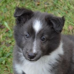 Shetland Sheepdog Puppies from Sunny Shelties