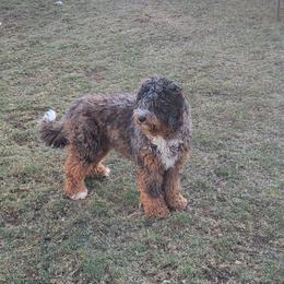 Princess - Bernedoodle