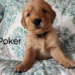 Golden Retriever Puppies from Future Hope Goldens