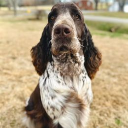 Adele - English Springer Spaniel