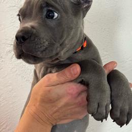 Boy 1 - Gray brindle male Cane Corso puppy in Highland, Illinois from C&I Elite Cane Corso