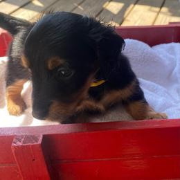 ASHA AKC REGISTERED FEMALE - Black and tan female Dachshund puppy in Elizabethtown, Kentucky from Teeny Tiny Puppy Tails