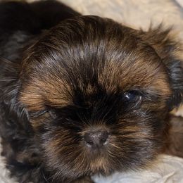 Girl 1 - Shih Tzu puppy in Wooster, Ohio from Mending Hearts Shih Tzu's