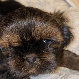 Girl 1 - Shih Tzu puppy in Wooster, Ohio from Mending Hearts Shih Tzu's