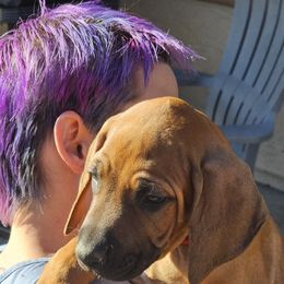Red boy - Rd whtn blk nose Rhodesian Ridgeback puppy in Las Vegas, Nevada from DragonRidge