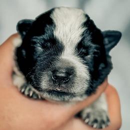 Boy 4 - Blue male Australian Cattle Dog puppy in Blackfoot, Idaho from Circle C Australian Cattle Dogs