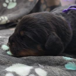 Purple girl - Black and tan female Rottweiler puppy in Lake City, Florida from Haus Der Wut Kennels