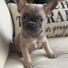 Boy 1 - Fawn male French Bulldog puppy in Toccoa, Georgia from The Grooming Barn LLC/ Wet Dog Ranch