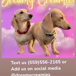Dachshund Puppies from Dreamy Creamies
