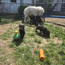 German Shepherd Puppies from Haus Atreus German Shepherds