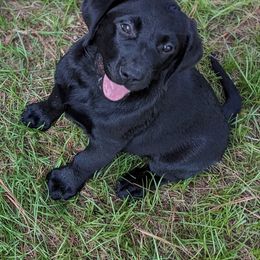 Labrador Retriever Puppies from Labradors Forever