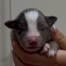 Rosie - Blue merle female Miniature Australian Shepherd puppy in North Lakeport, California from Wild Rose Ranch