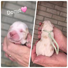 Donut - Lemon and white female English Springer Spaniel puppy in Freeland, Michigan from McNally's Springer Spaniels