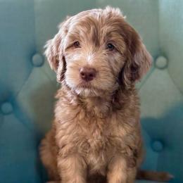 Peggy - Merle female Goldendoodle puppy in Tybee Island, Georgia from Castaway Doodles