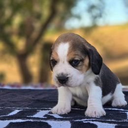 Boy 1 - Black tan and white male Beagle puppy in Napavine, Washington from StormyDaze Labradors & Beagles