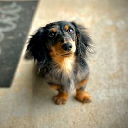 Dachshunds from Freckles and Furballs