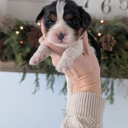 Lucy - Tri-color female Cavalier King Charles Spaniel puppy in Stevens, Pennsylvania from Jodi's Cavalier King Charles Spaniels and Cavapoos