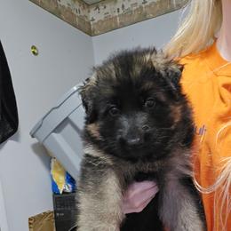 Pink collar - Black and red female German Shepherd puppy in Bethel, Ohio from Hughes Shepherds