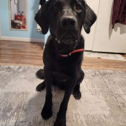Moose - Labrador Retriever