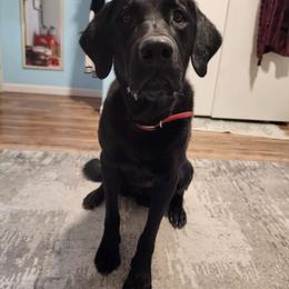 Moose - Labrador Retriever