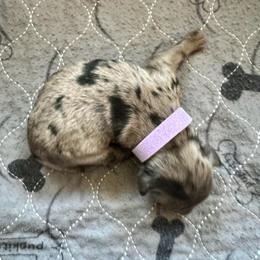 Zoe - Blue merle female Aussiedoodle puppy in Midlothian, Texas from Gray Doodles