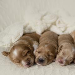 Australian Cobberdog Puppies from Livlander Australian Cobberdogs