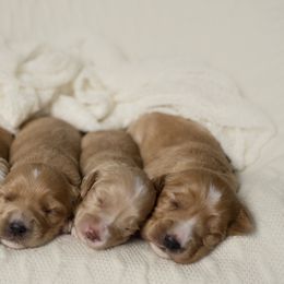 Australian Cobberdog Puppies from Livlander Australian Cobberdogs