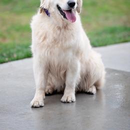 Parker - Golden Retriever