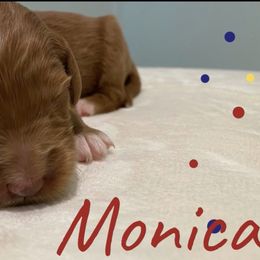 Girl 3 - Goldendoodle puppy in Georgia from Four Gables Doodles