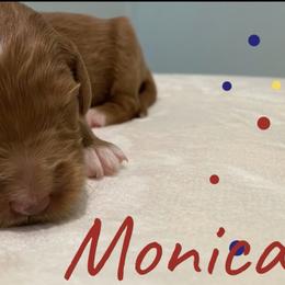 Girl 3 - Goldendoodle puppy in Georgia from Four Gables Doodles