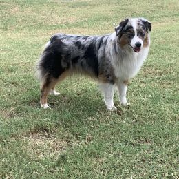 Lilly - Miniature American Shepherd