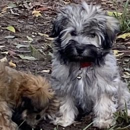 Havanese from Missing Creek Ranch