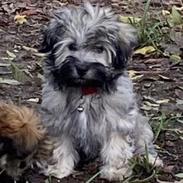 Havanese from Missing Creek Ranch