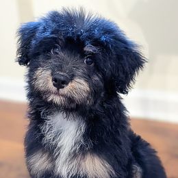 Aussiedoodle, Australian Shepherd, and Golden Retriever Puppies from Hope & Joy Acres