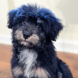 Aussiedoodle, Australian Shepherd, and Golden Retriever Puppies from Hope & Joy Acres